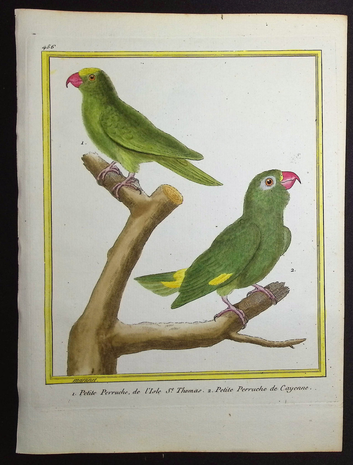Parrot