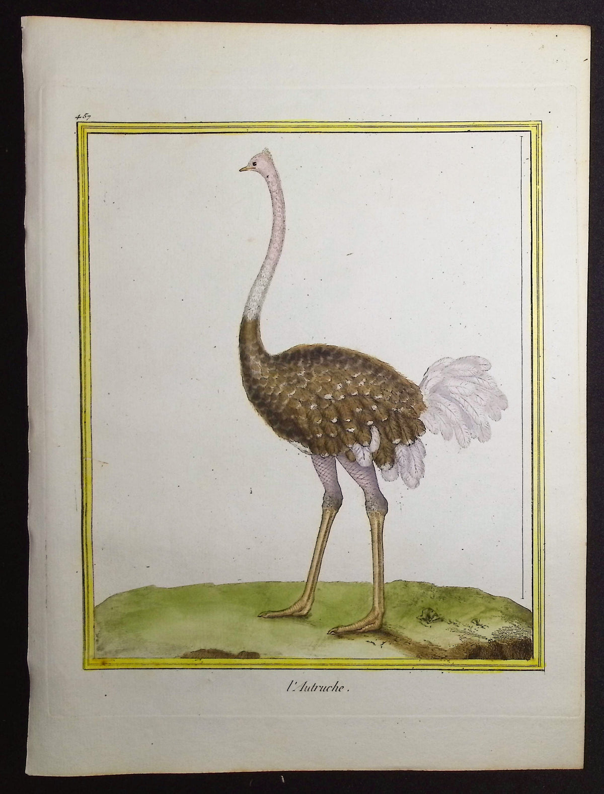 Ostrich