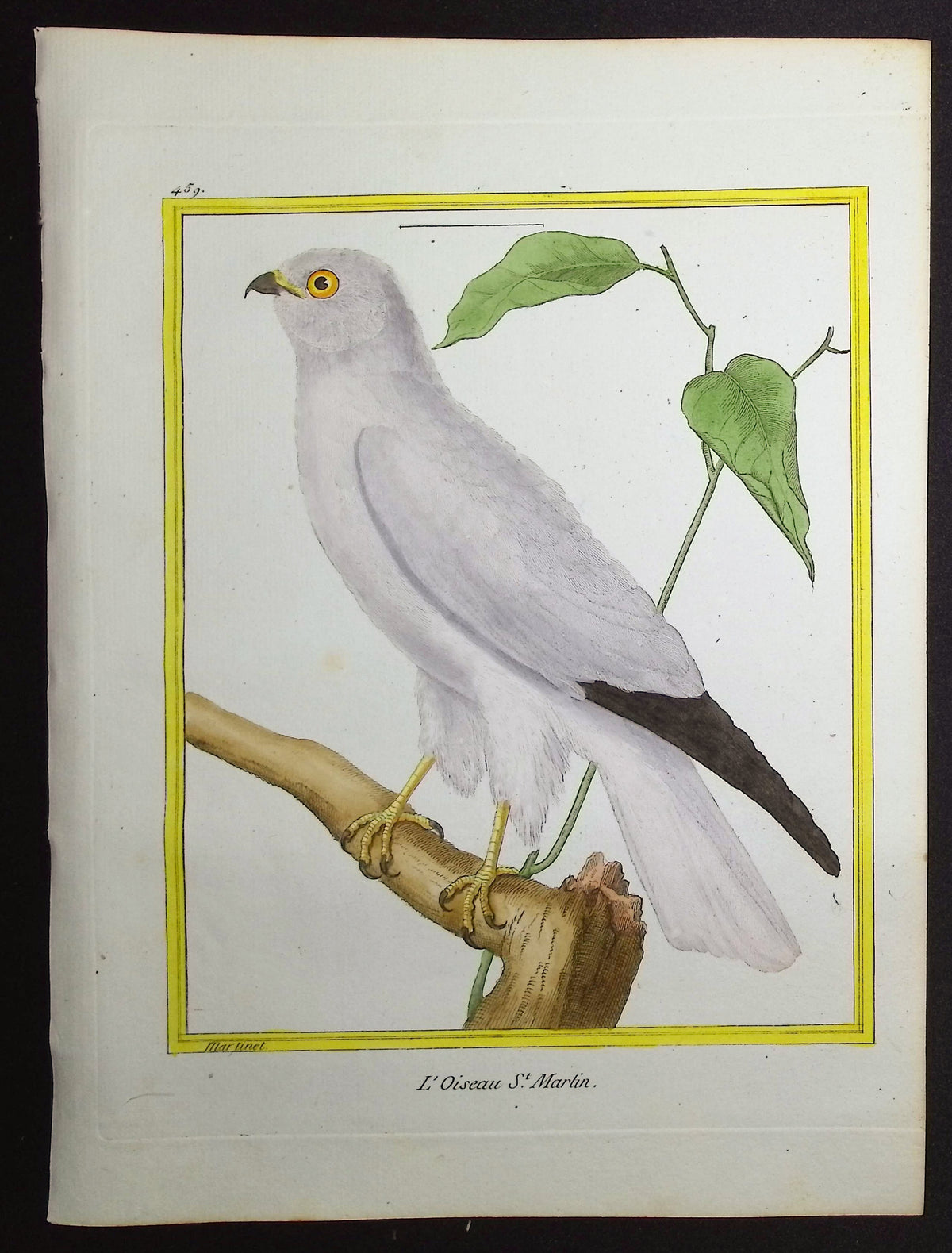 Bird of Prey