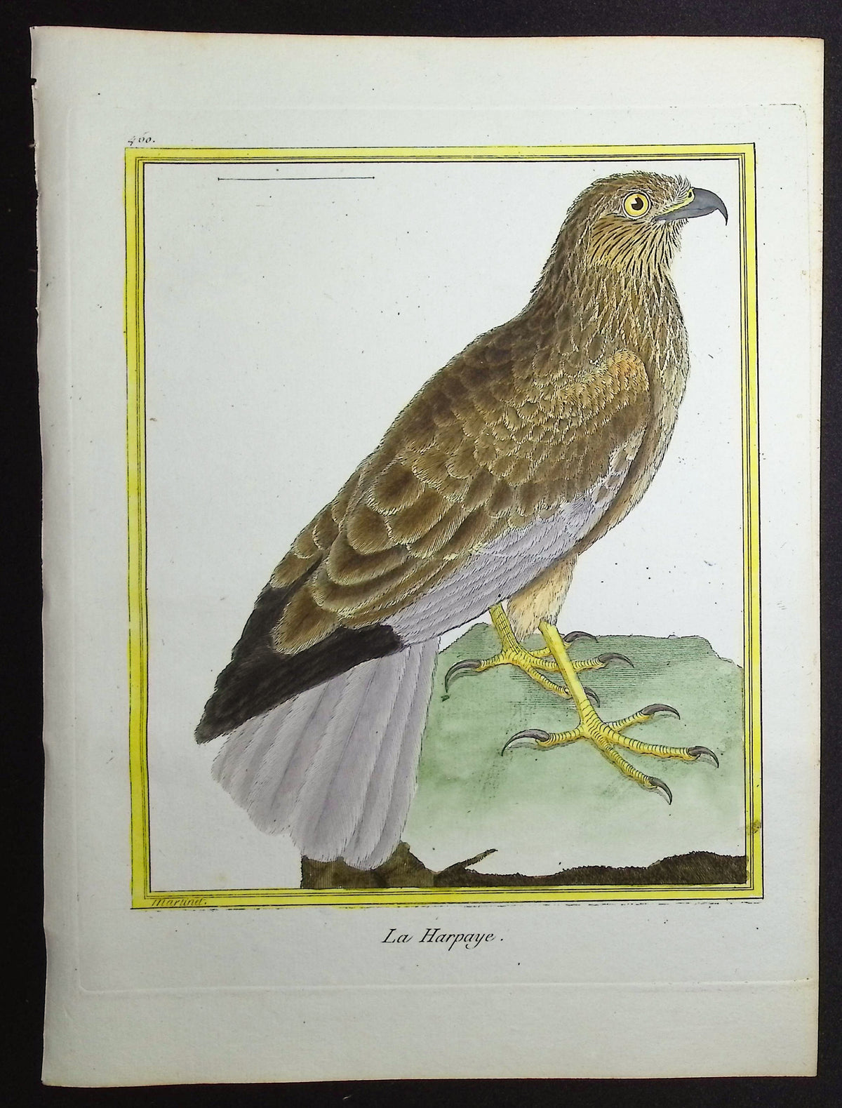 Bird of Prey
