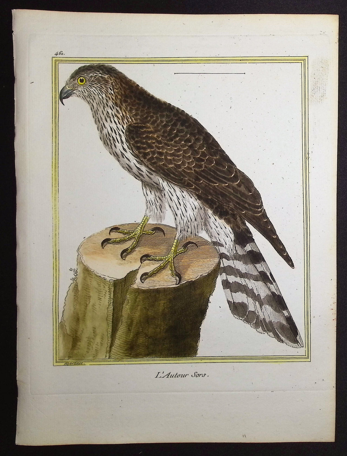 Goshawk