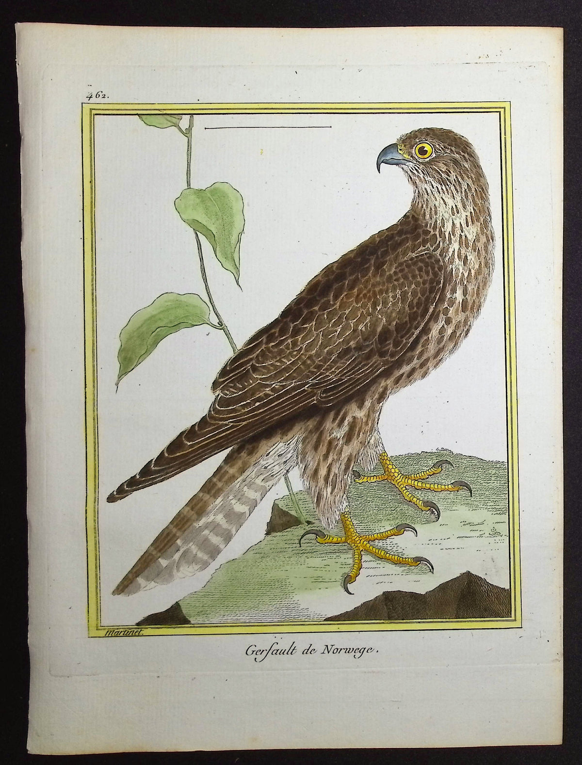 Gyrfalcon