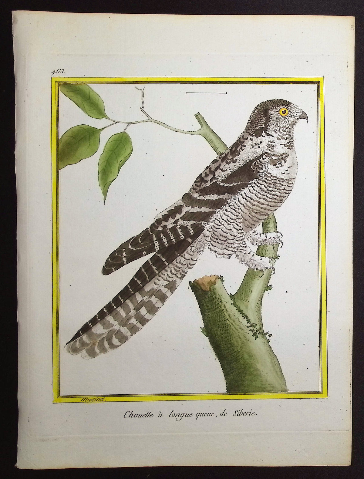 Owl