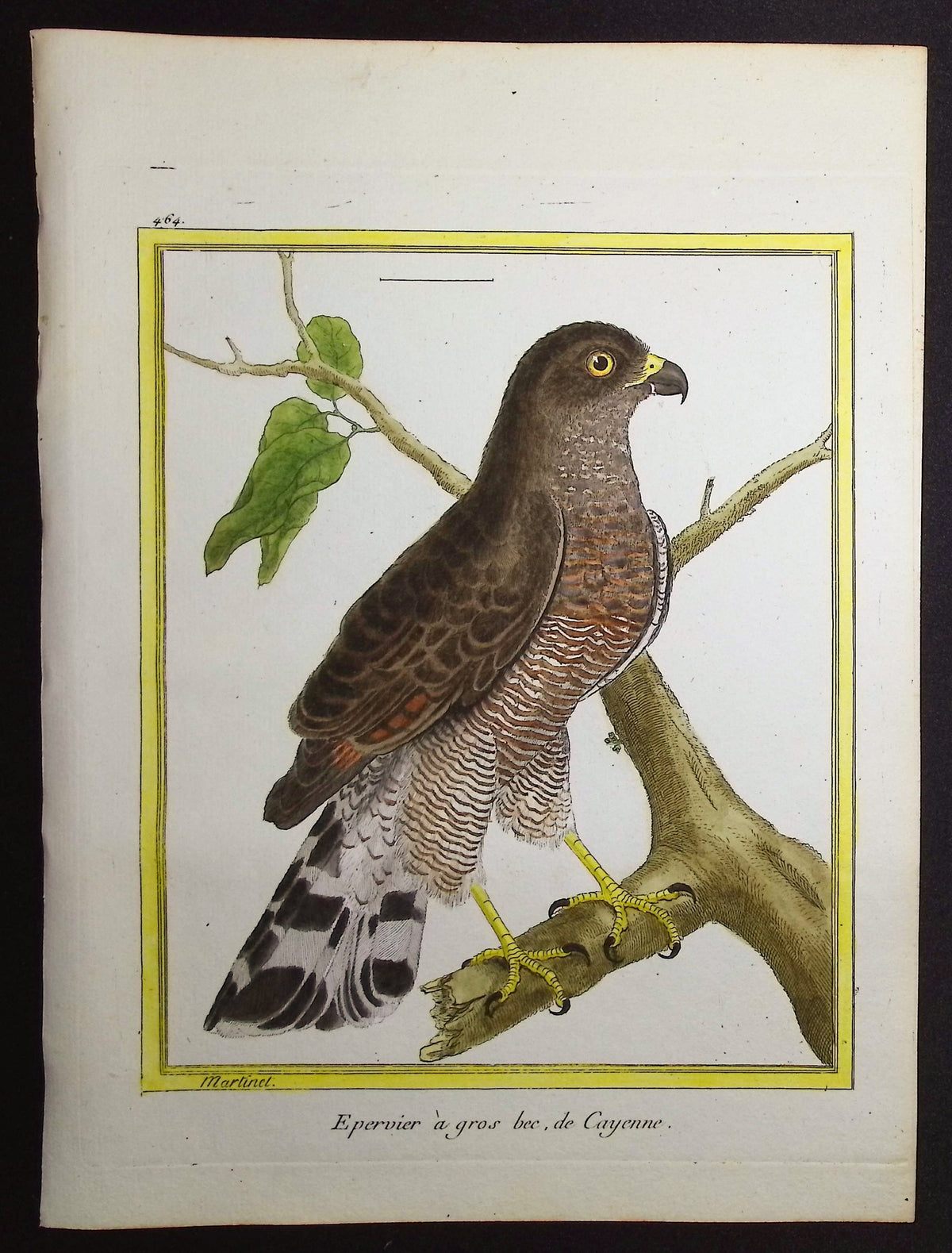 Sparrowhawk