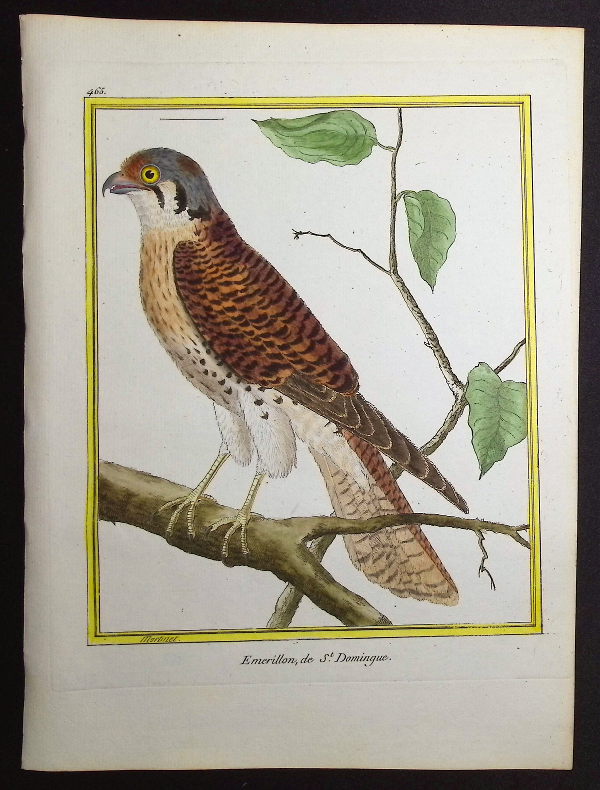 Sparrowhawk