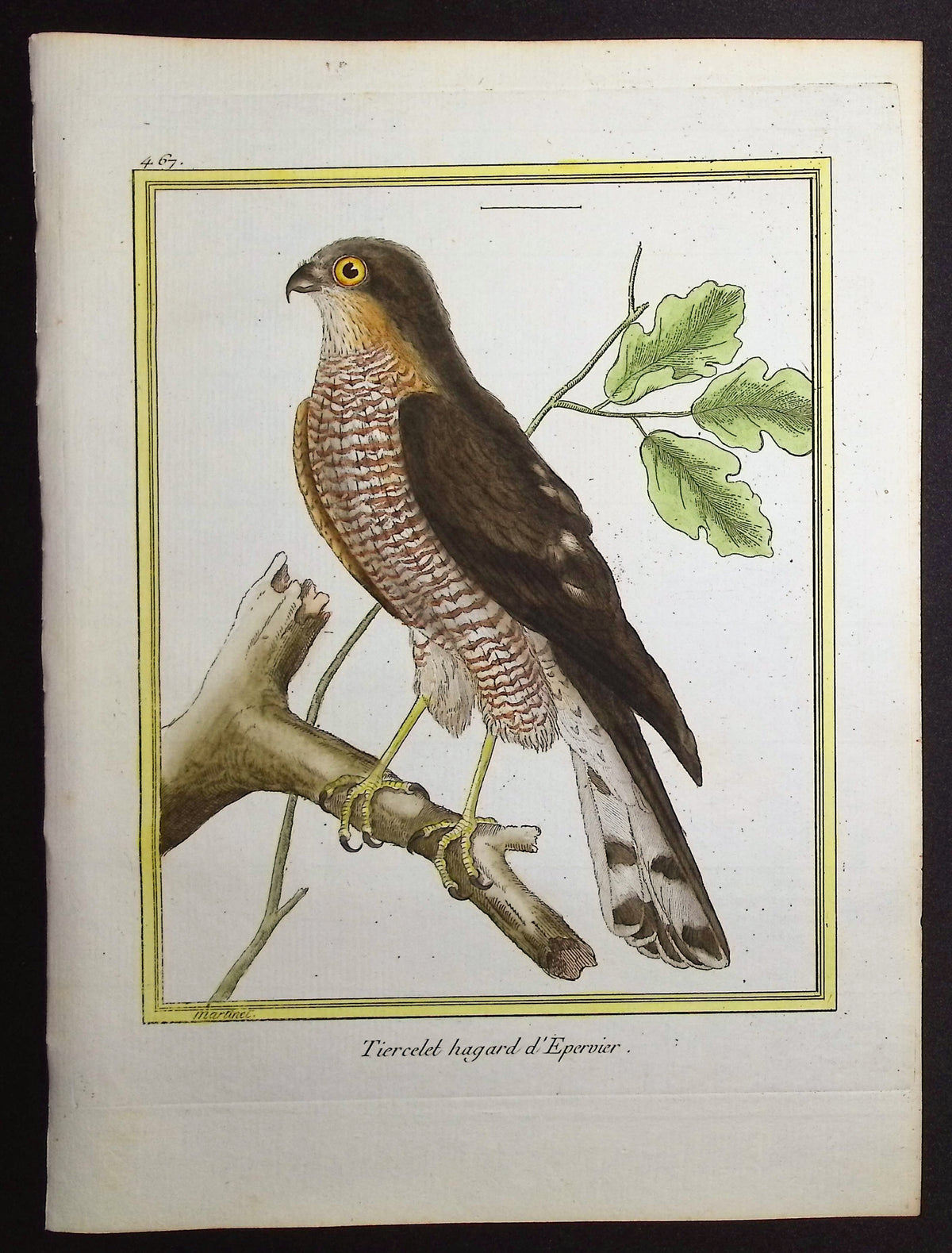 Sparrowhawk