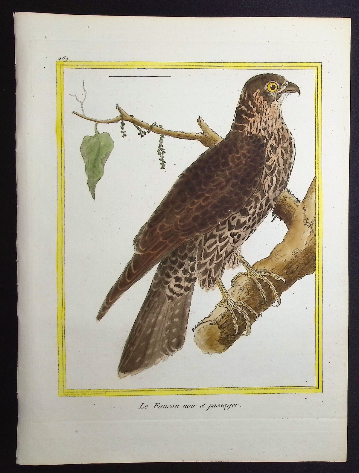 Falcon