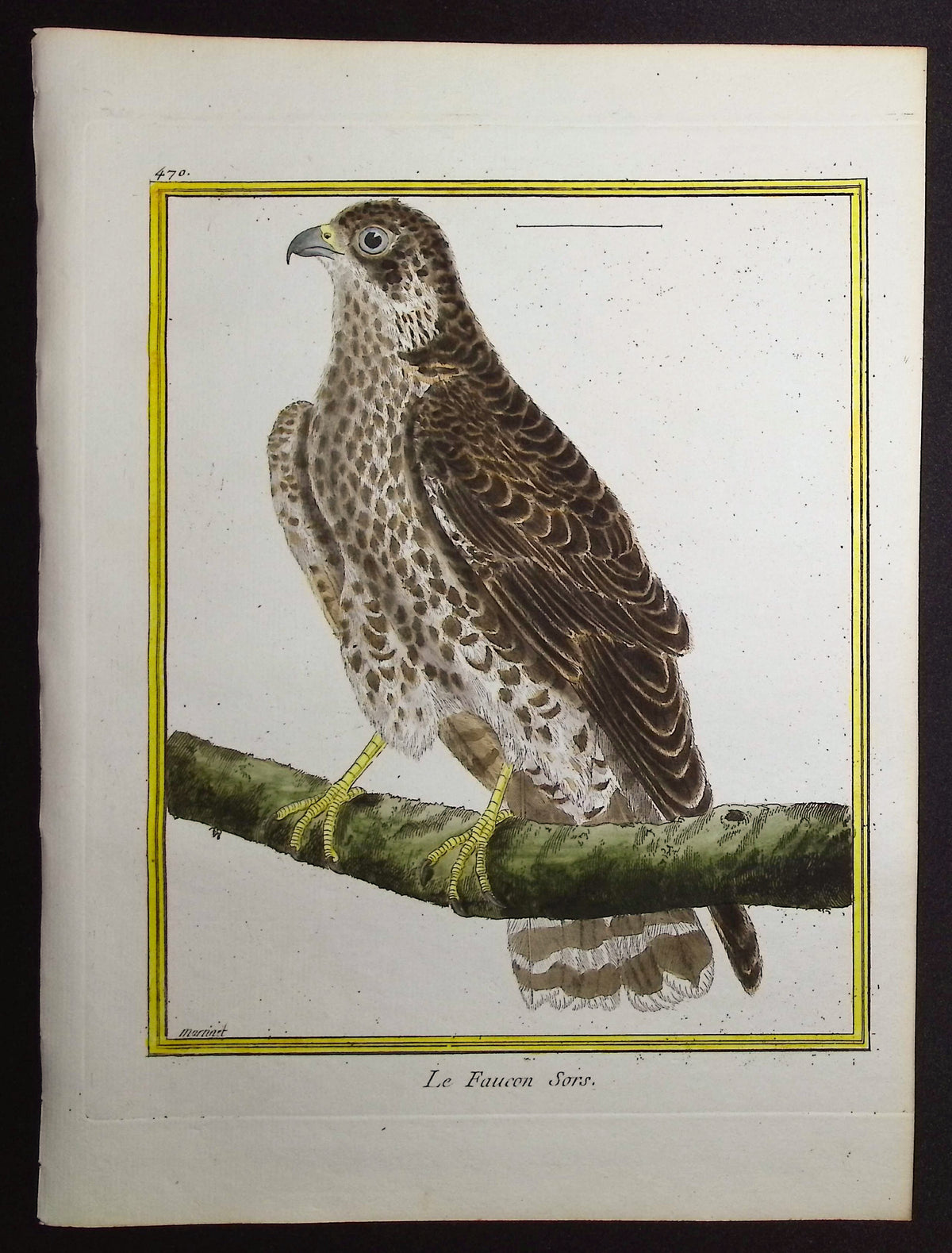 Falcon
