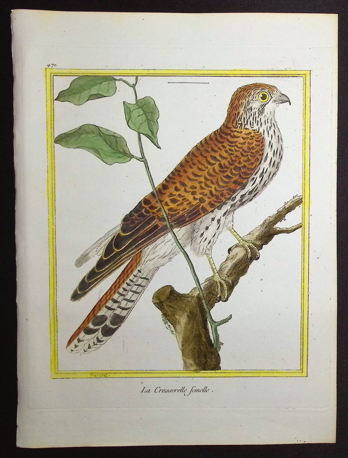 Kestrel