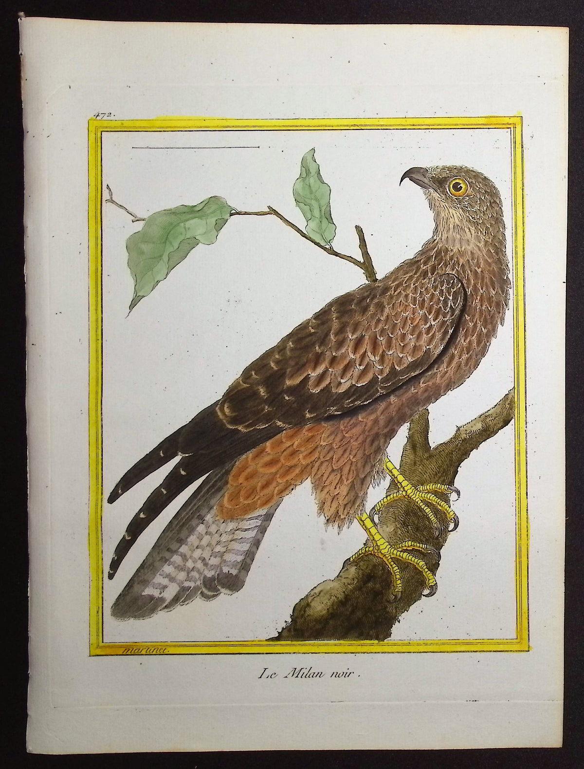 Kite