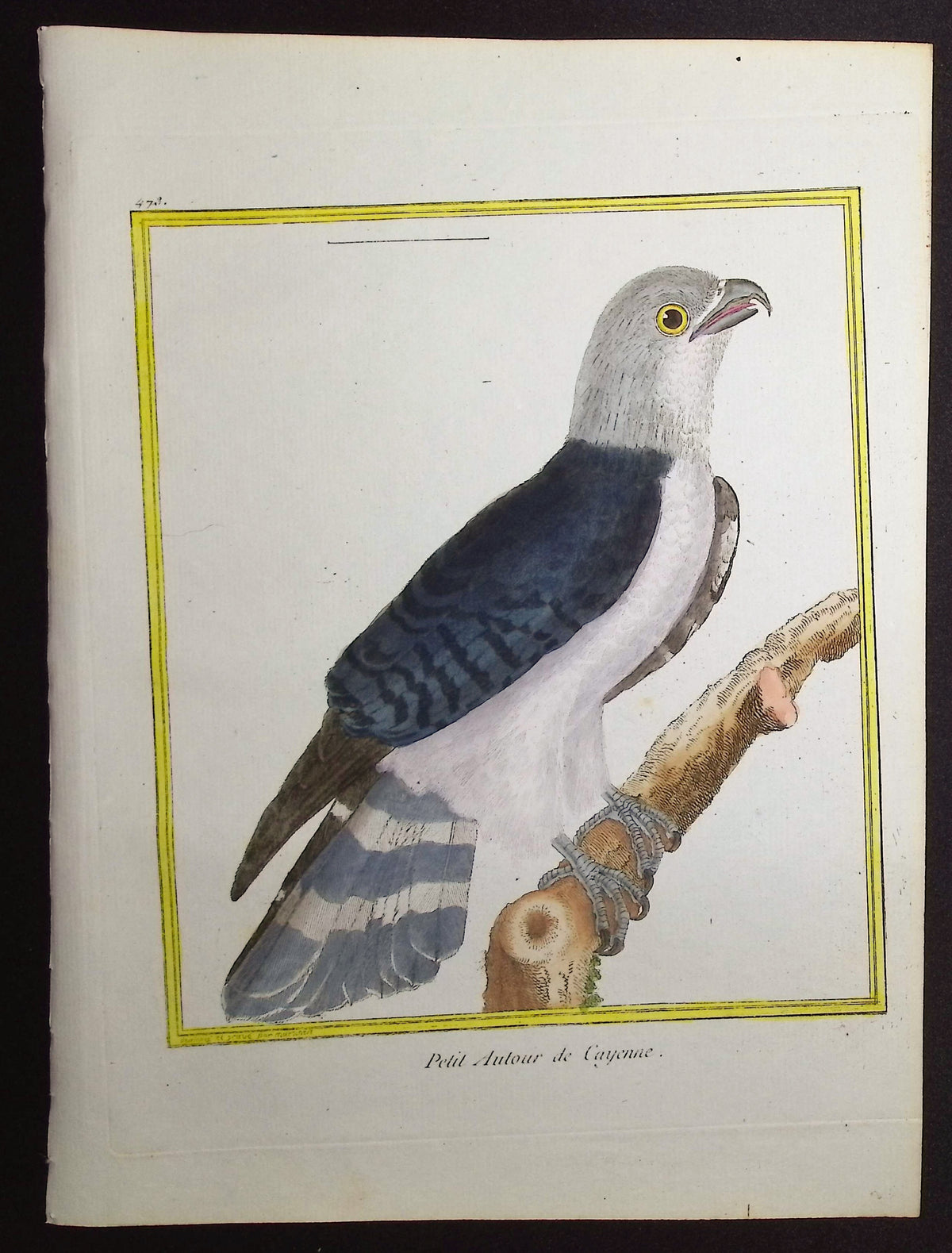 Goshawk