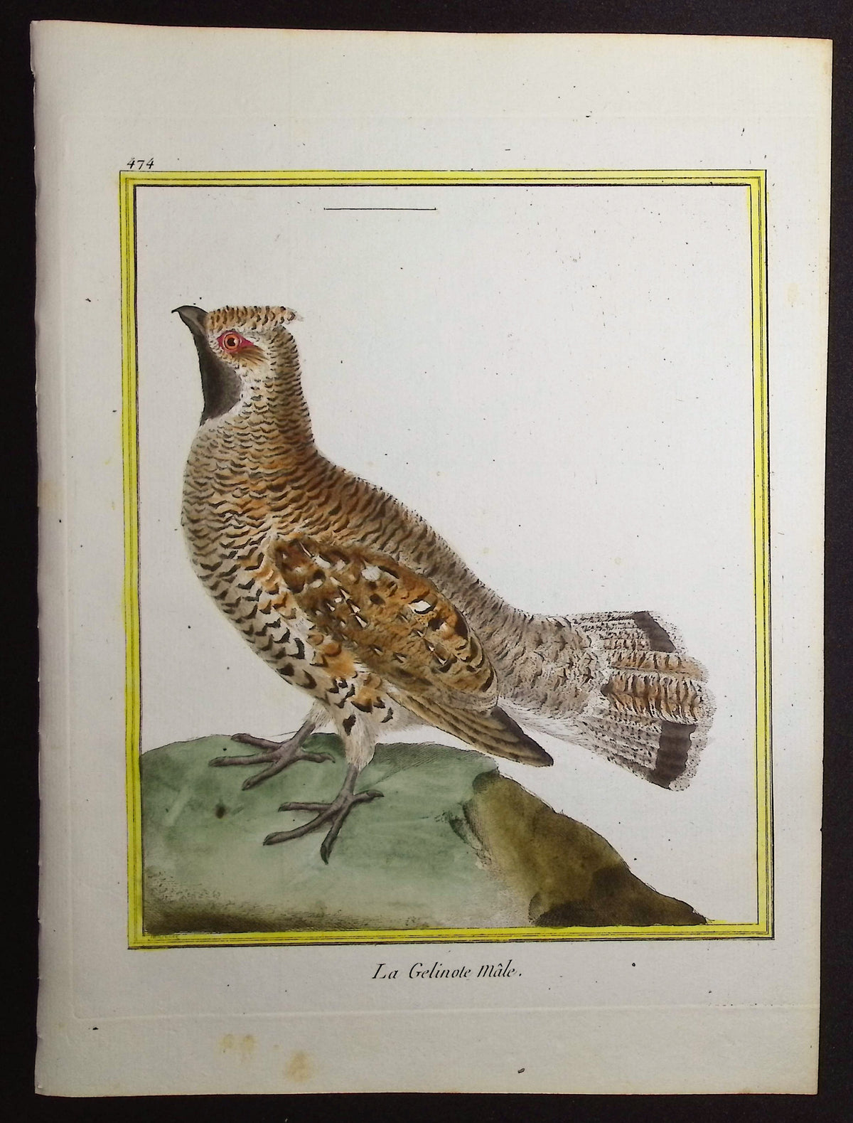 Grouse