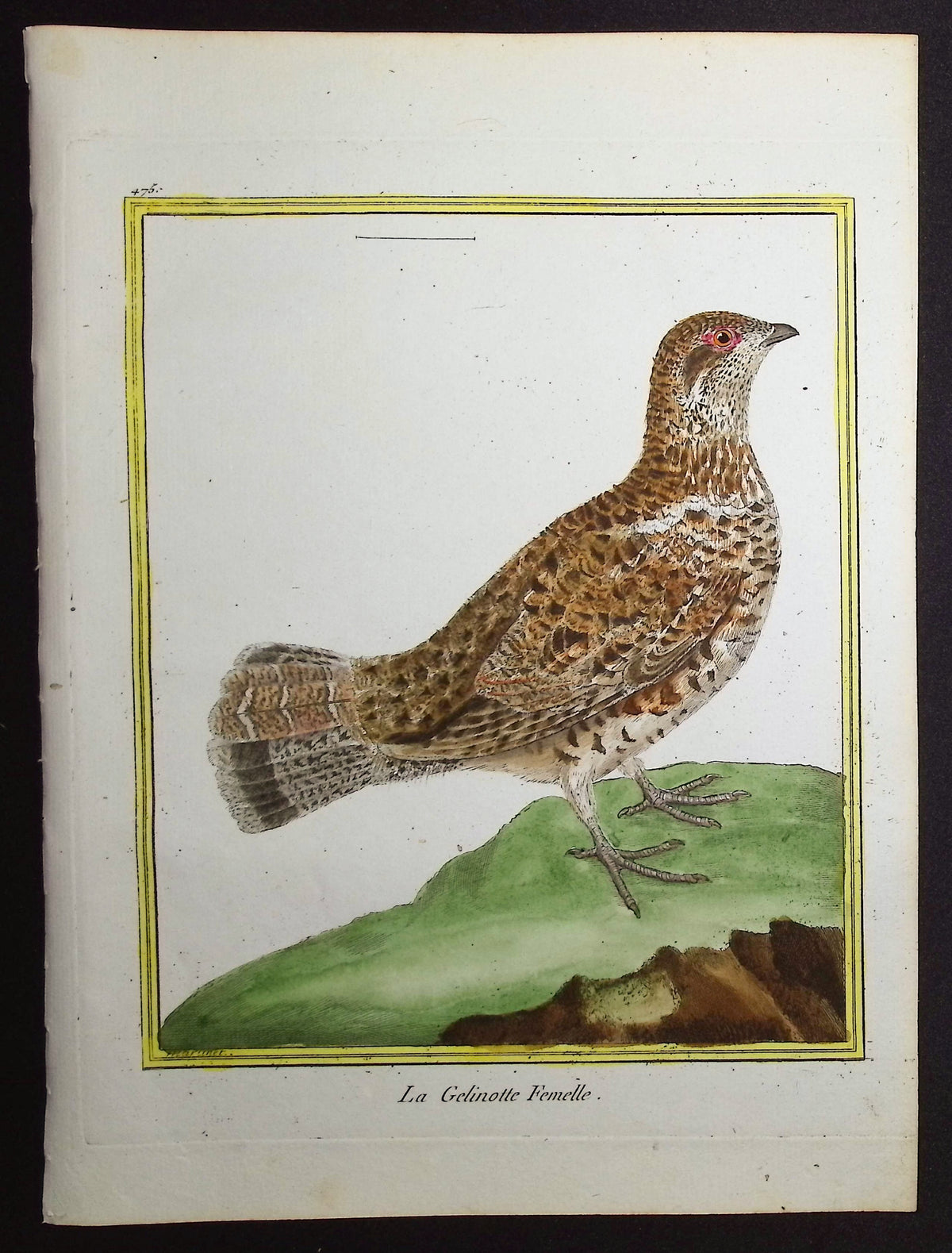 Grouse (Female)
