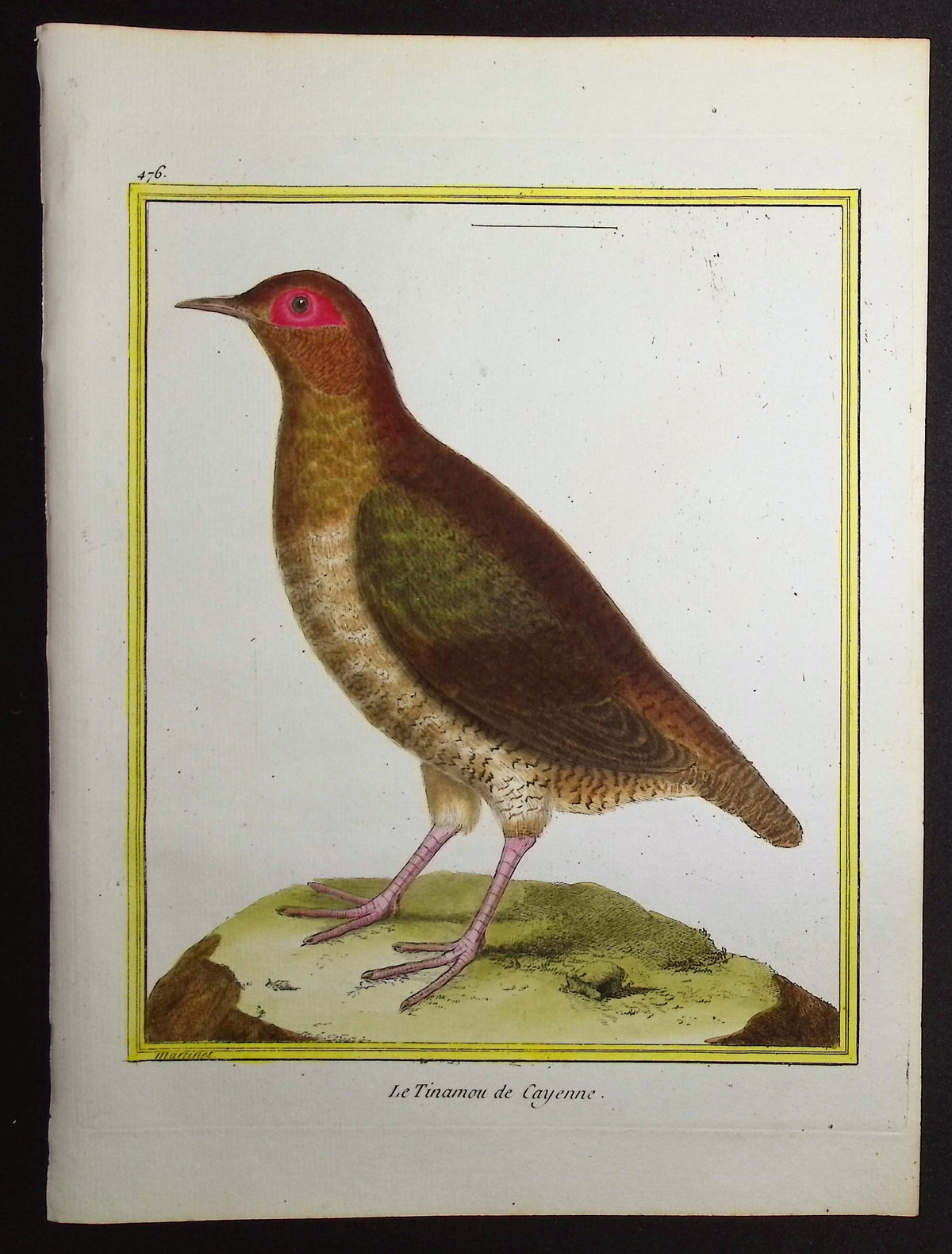 Tinamou