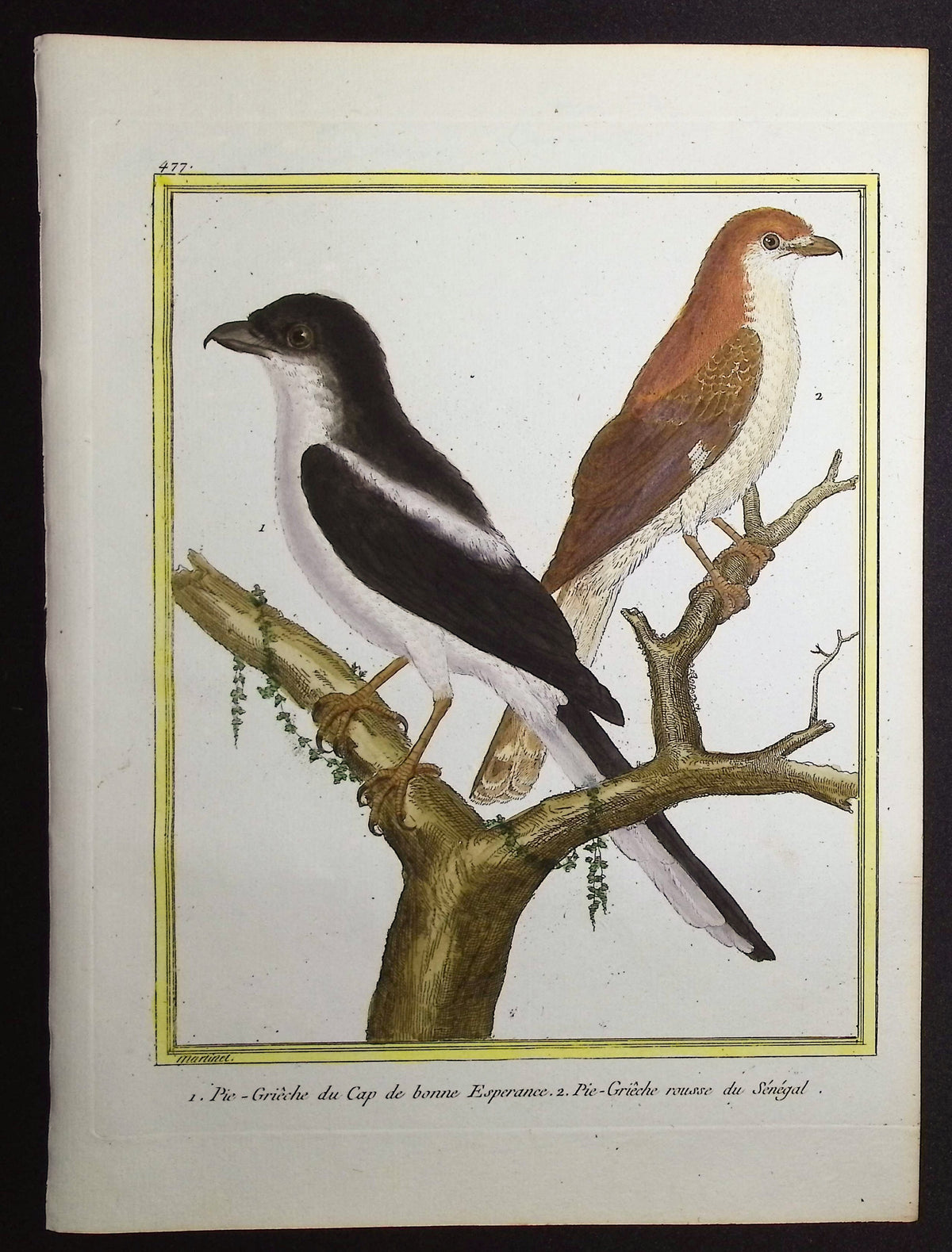 Shrike