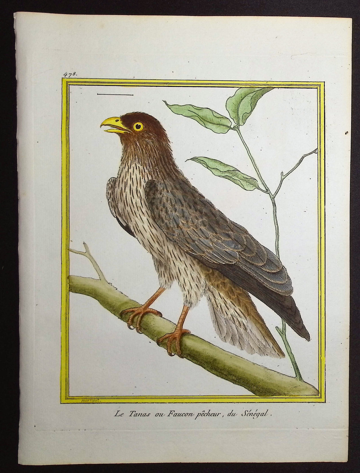 Falcon