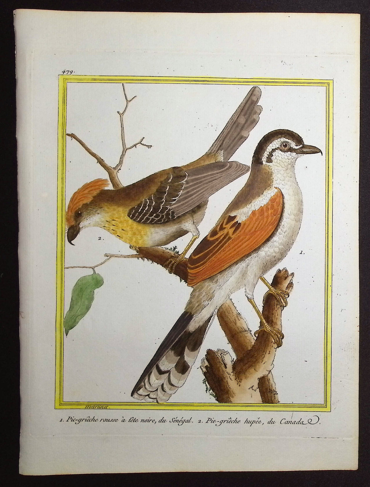 Shrike
