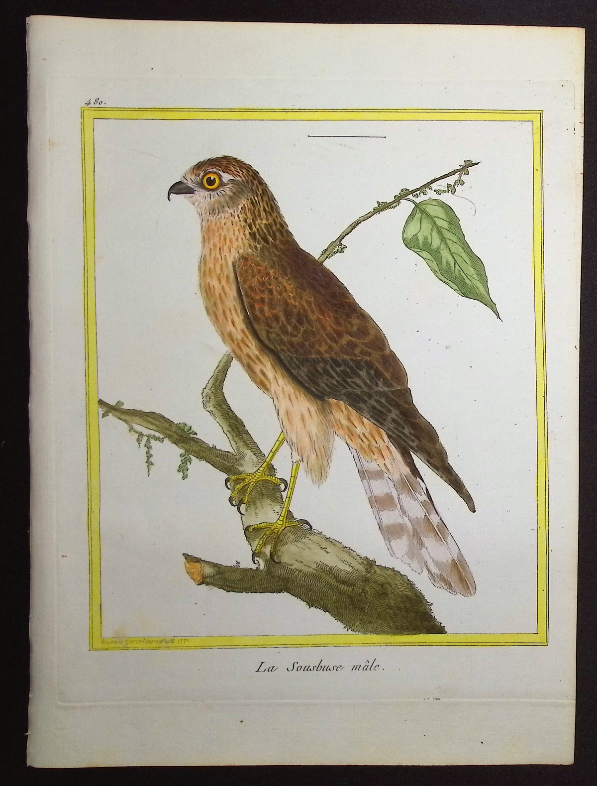 Bird of Prey