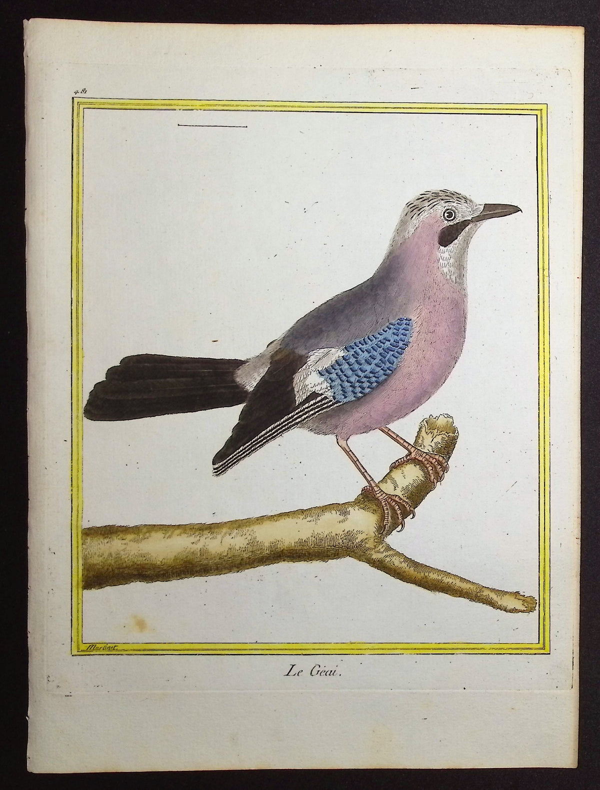 Jay