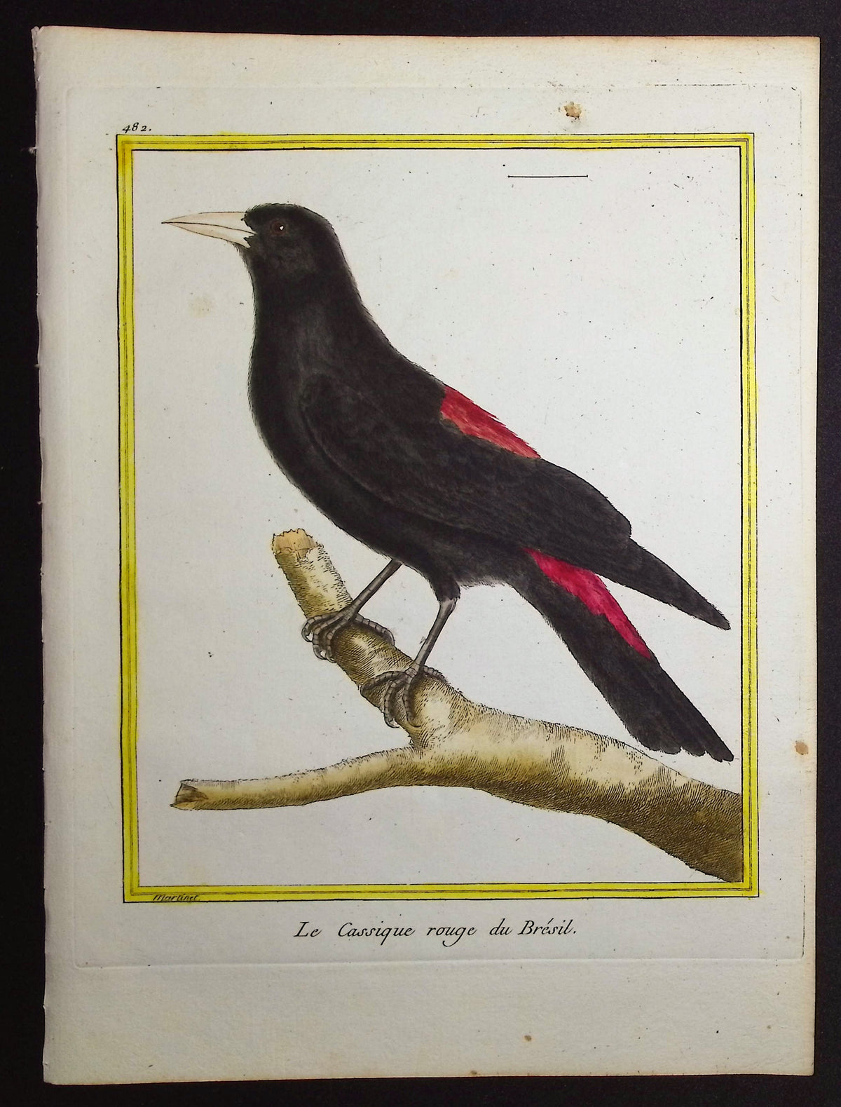 Blackbird