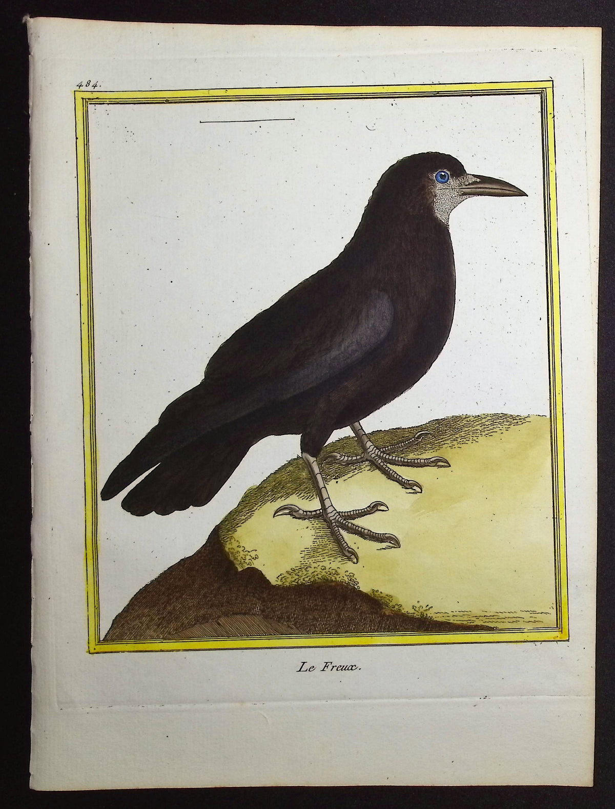 Rook
