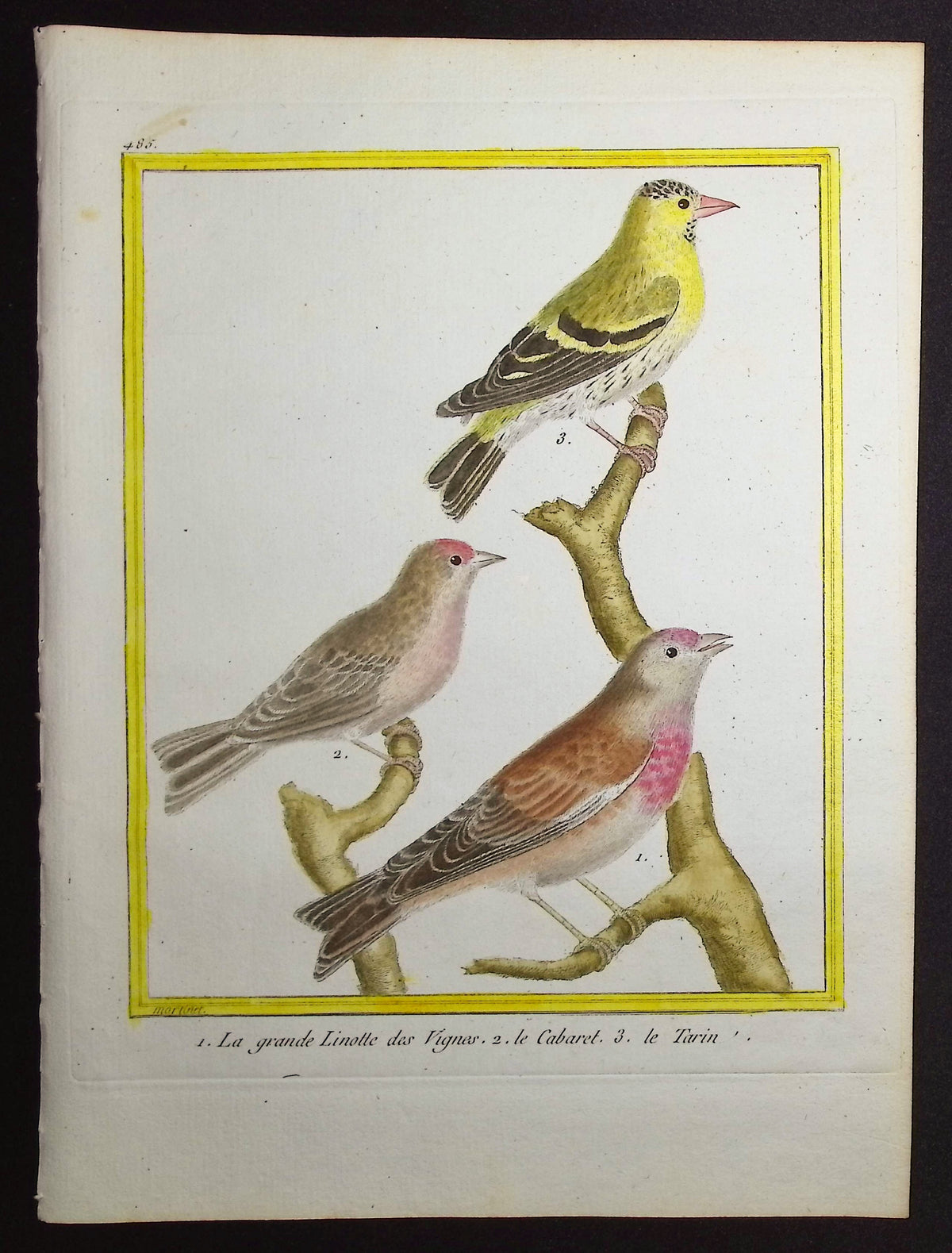 Linnet