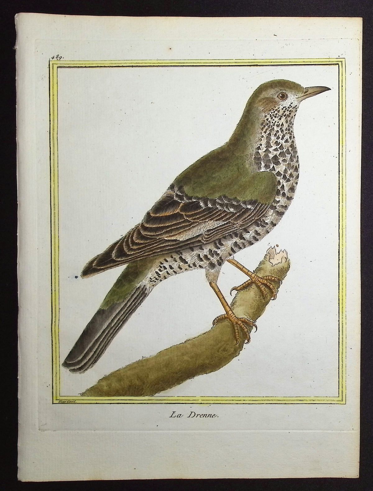 Wren