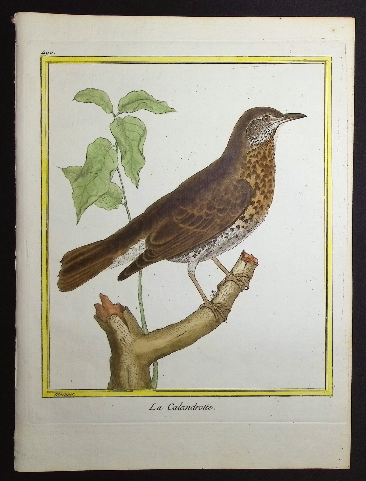 Thrush