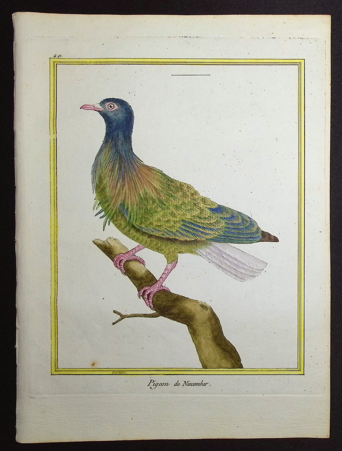 Pigeon