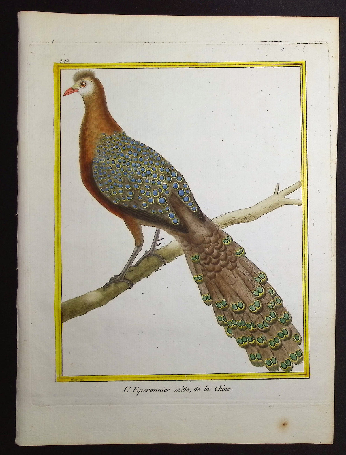 Peacock