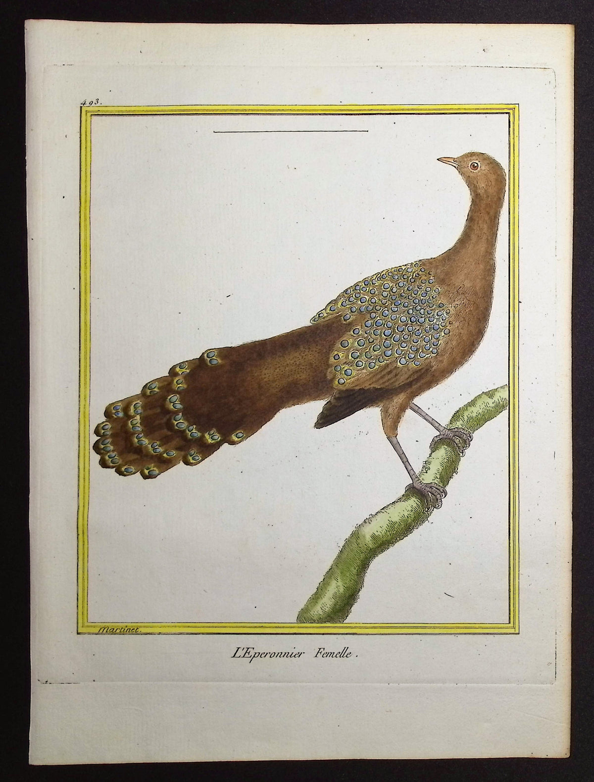 Peacock