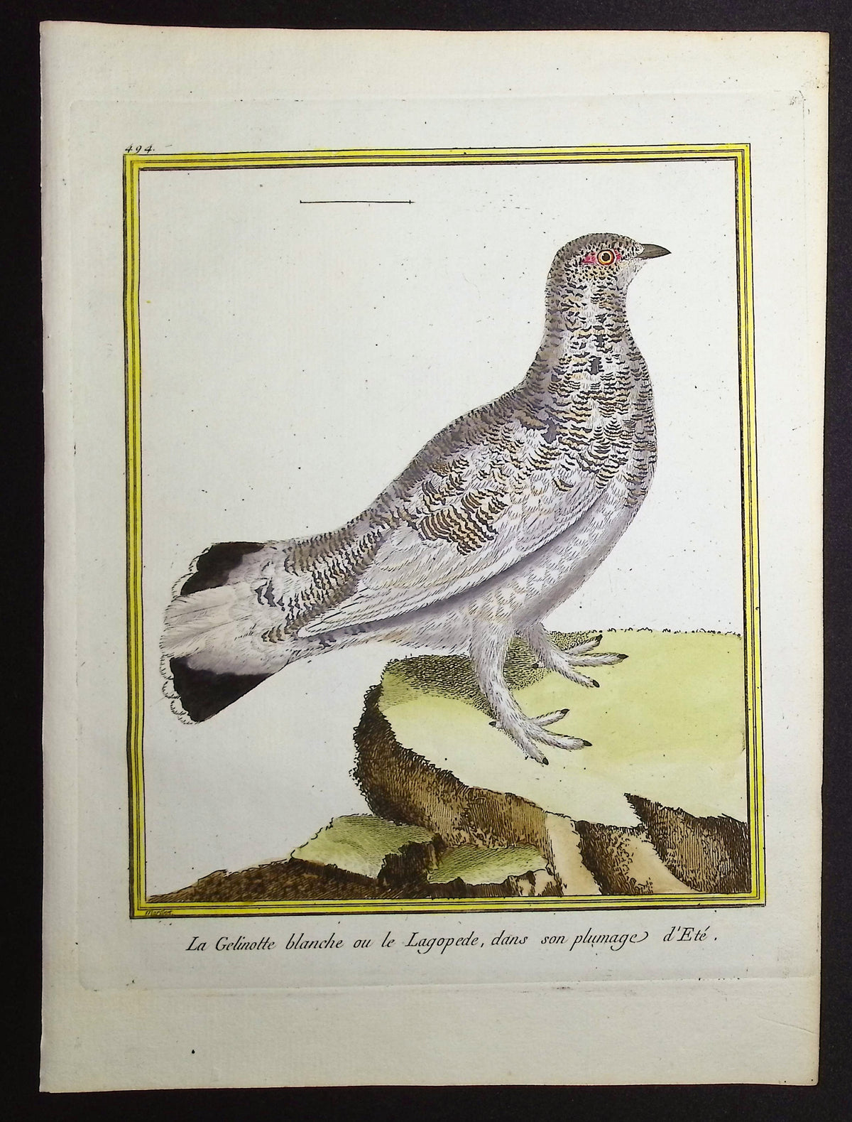 Pheasant