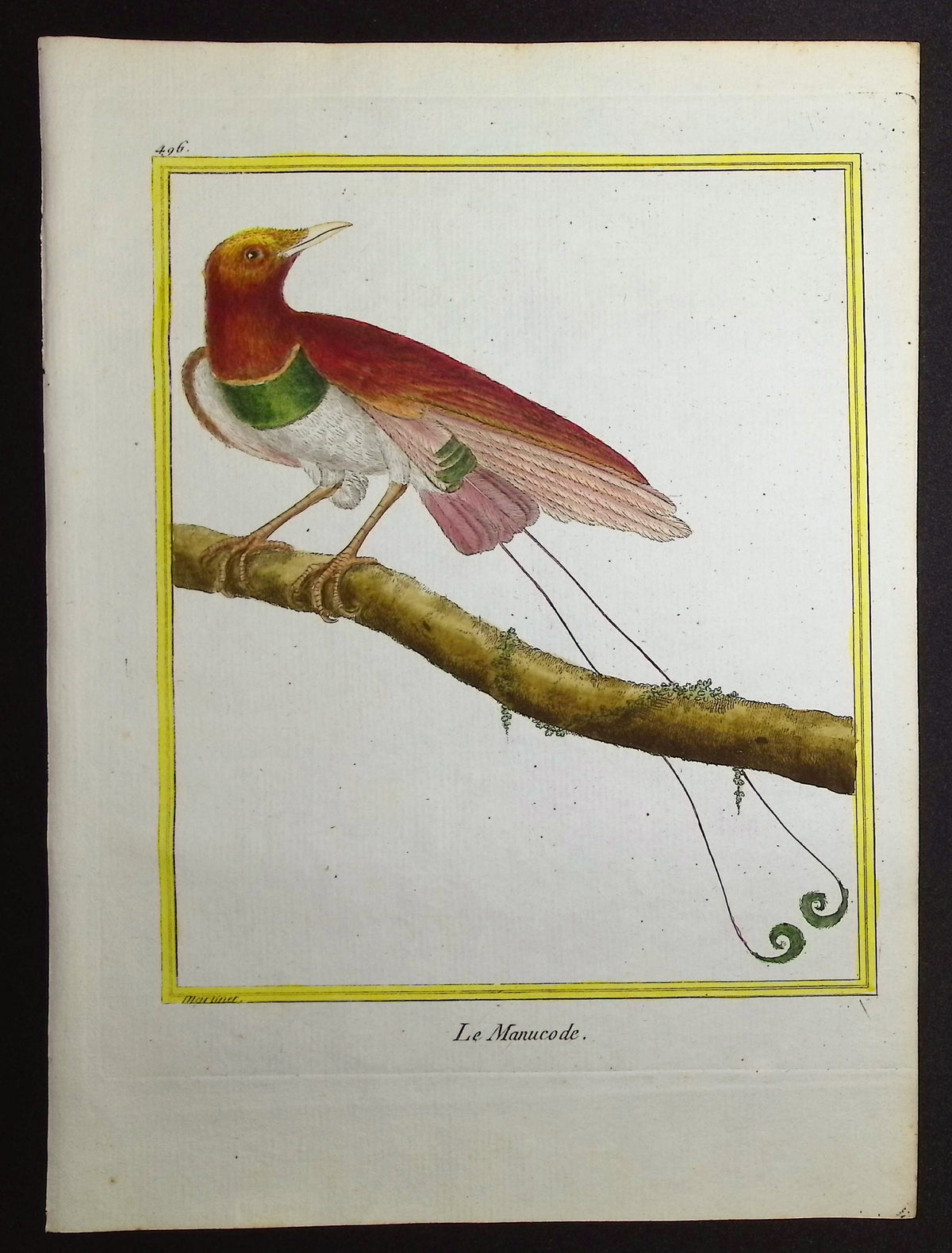 Manucode or Bird-of-Paradise