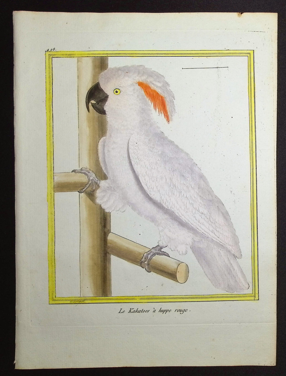Cockatoo