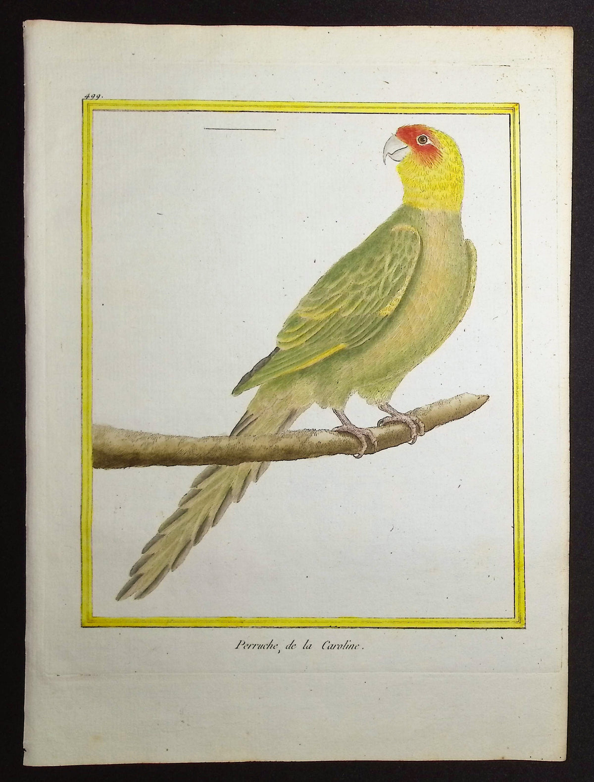 Carolina Parakeet