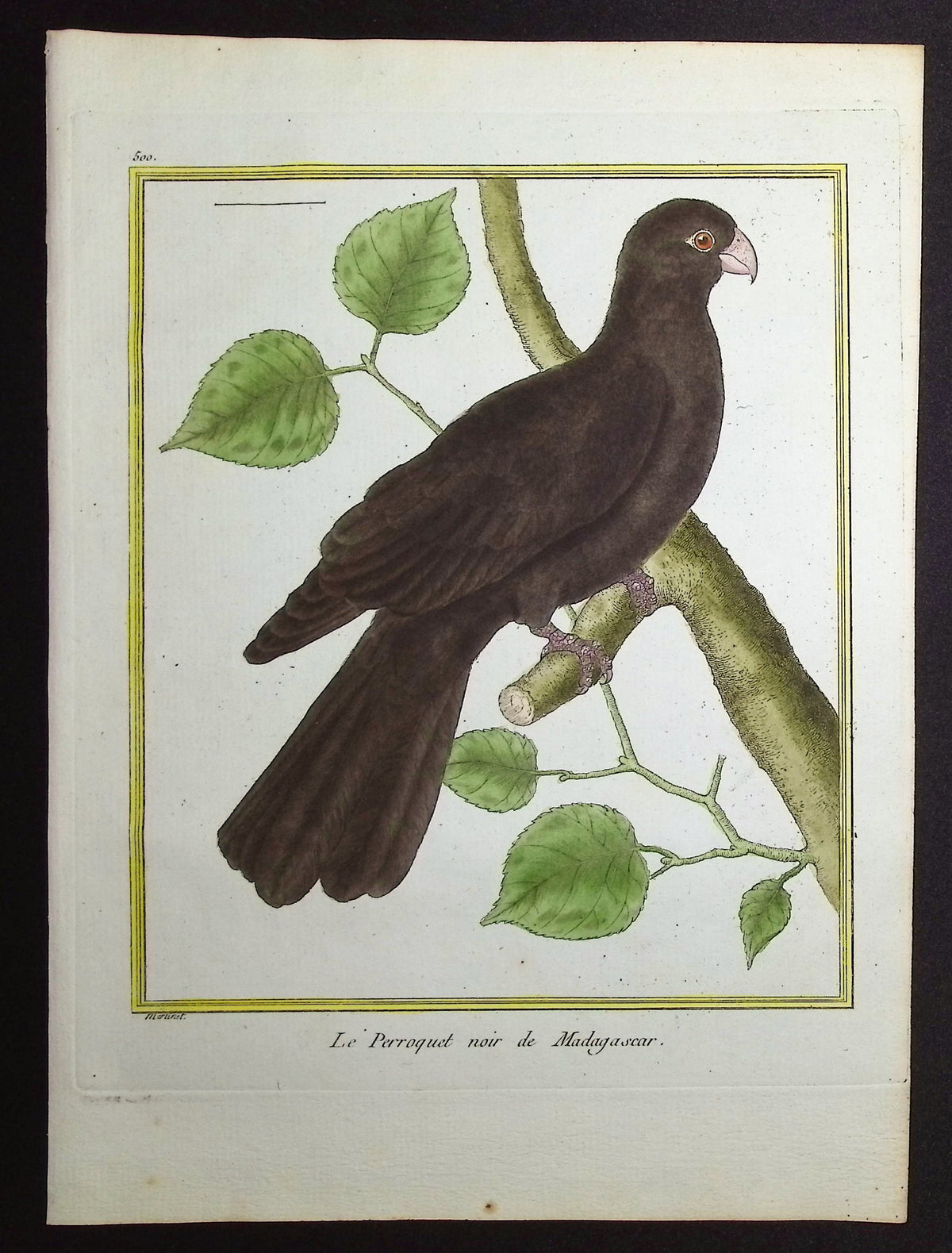 Parrot