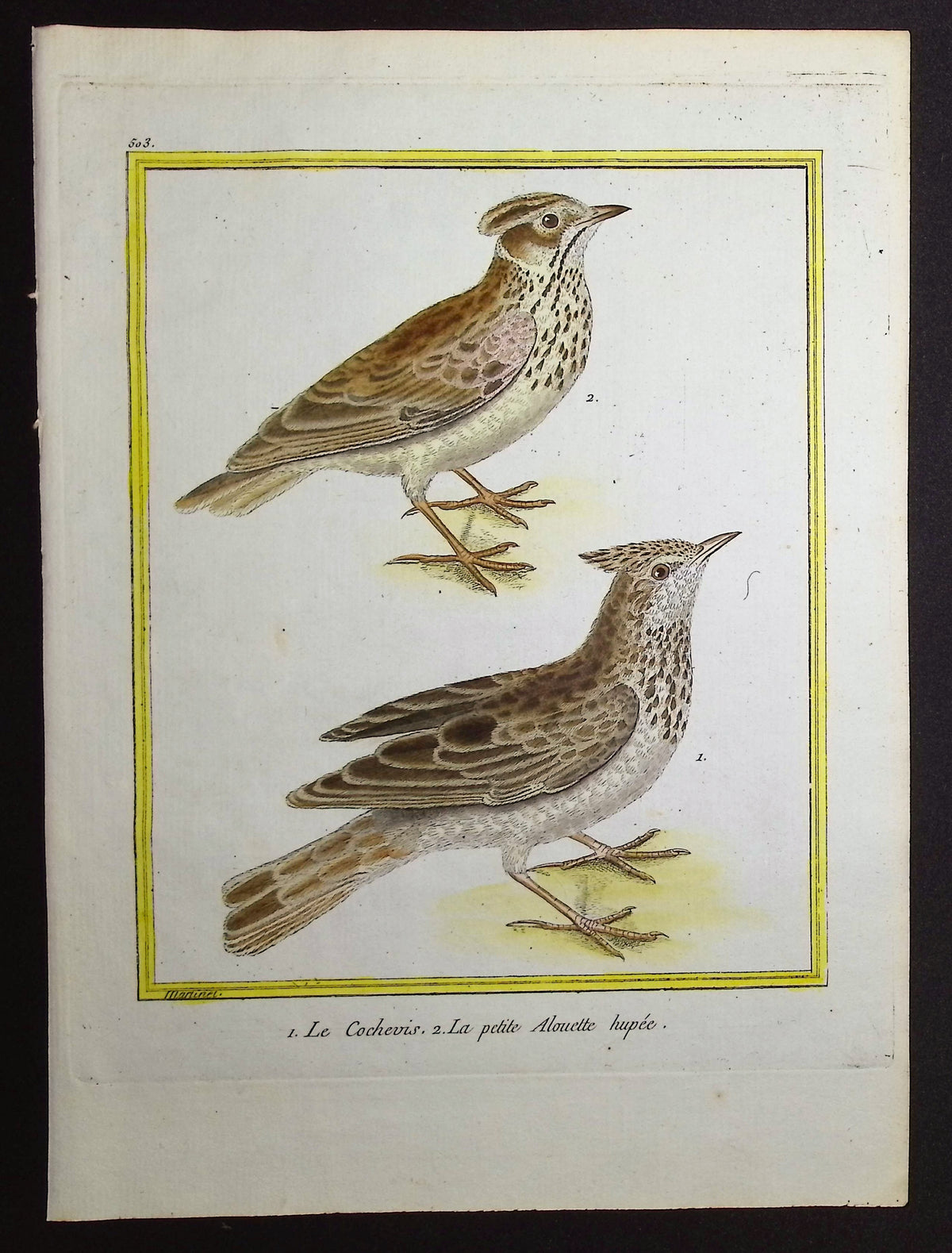 Crested Lark
