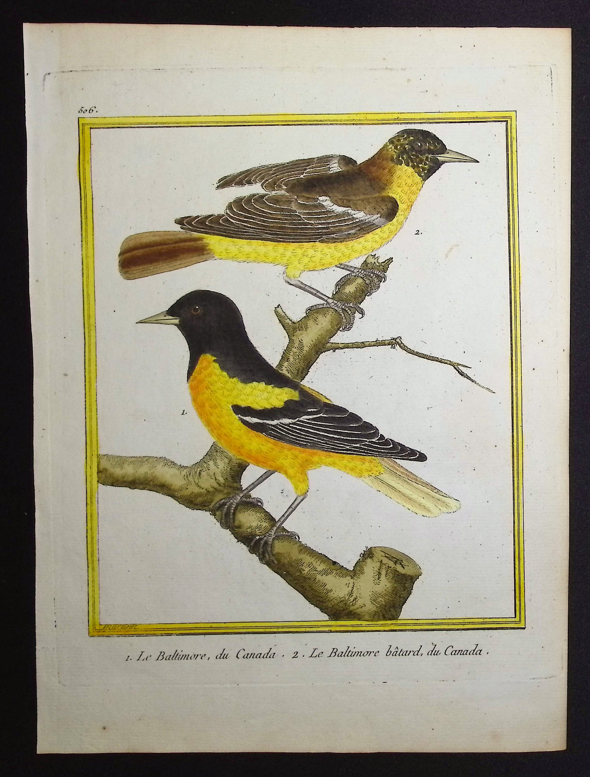 Baltimore Oriole