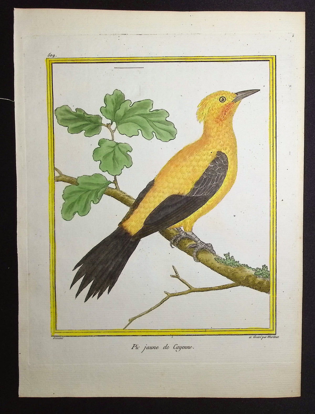 Woodpecker