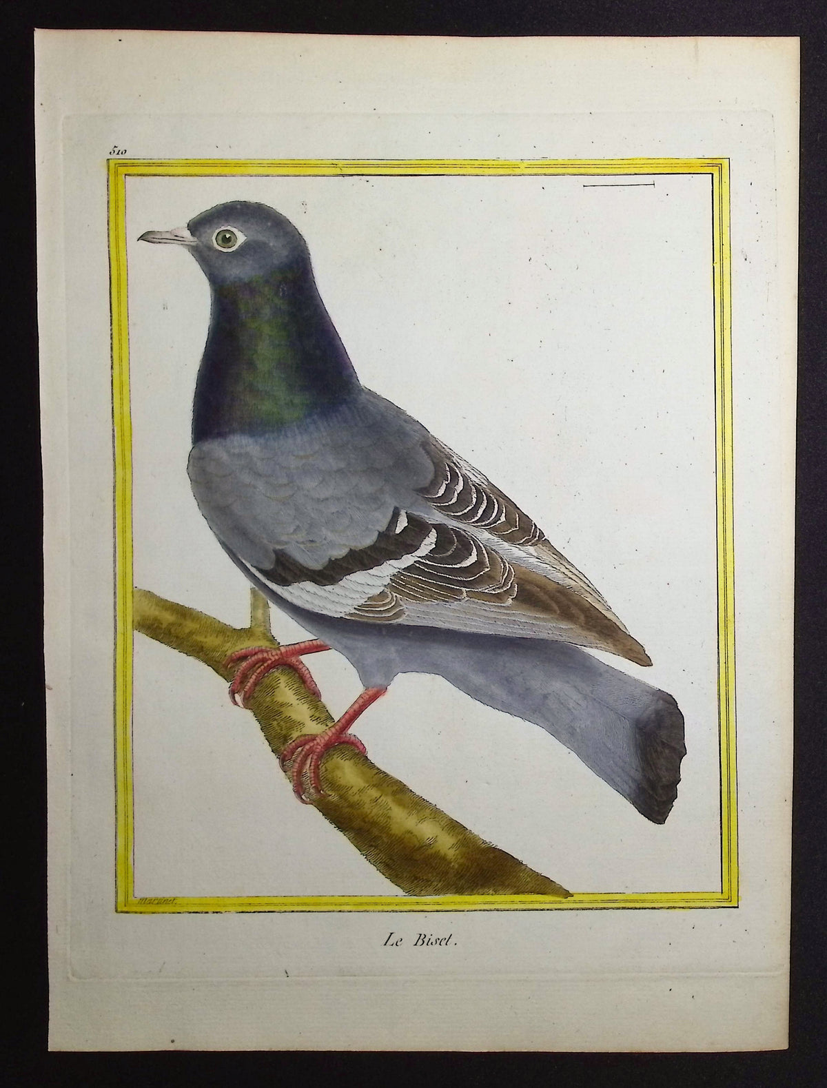 Rock Pigeon