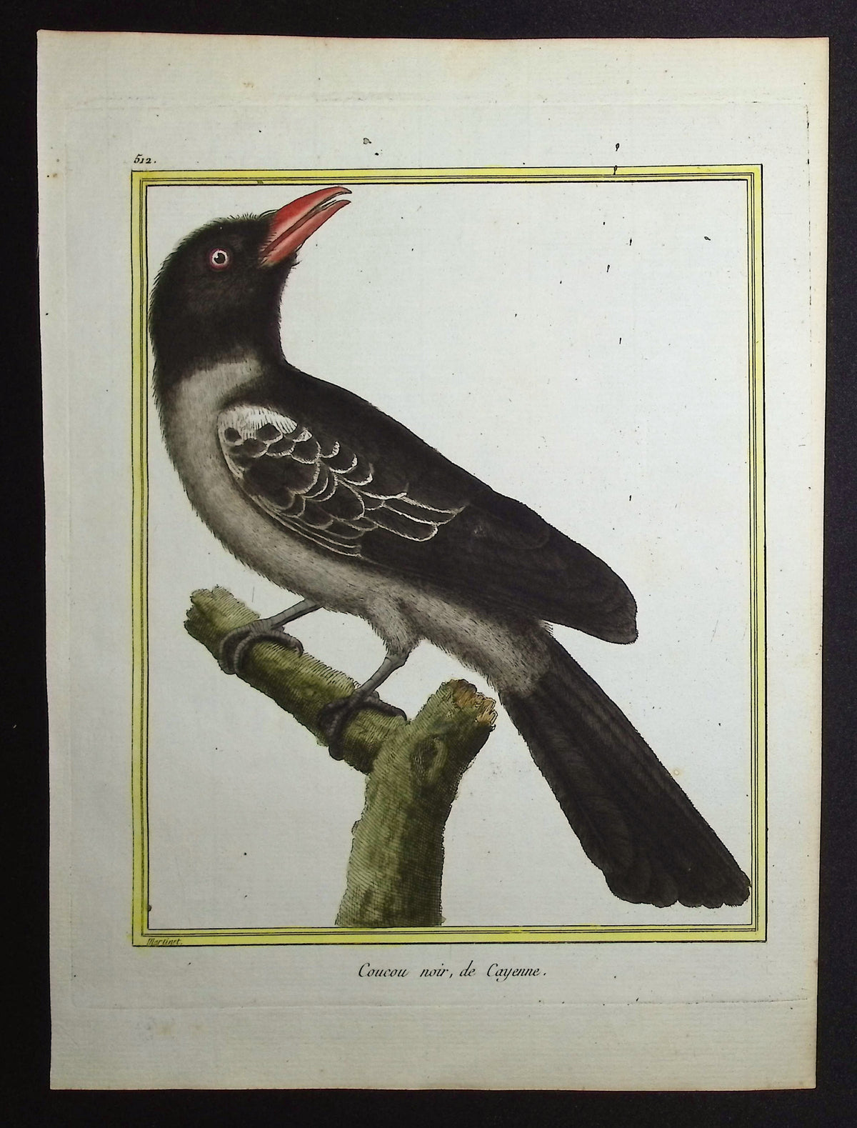 Cuckoo