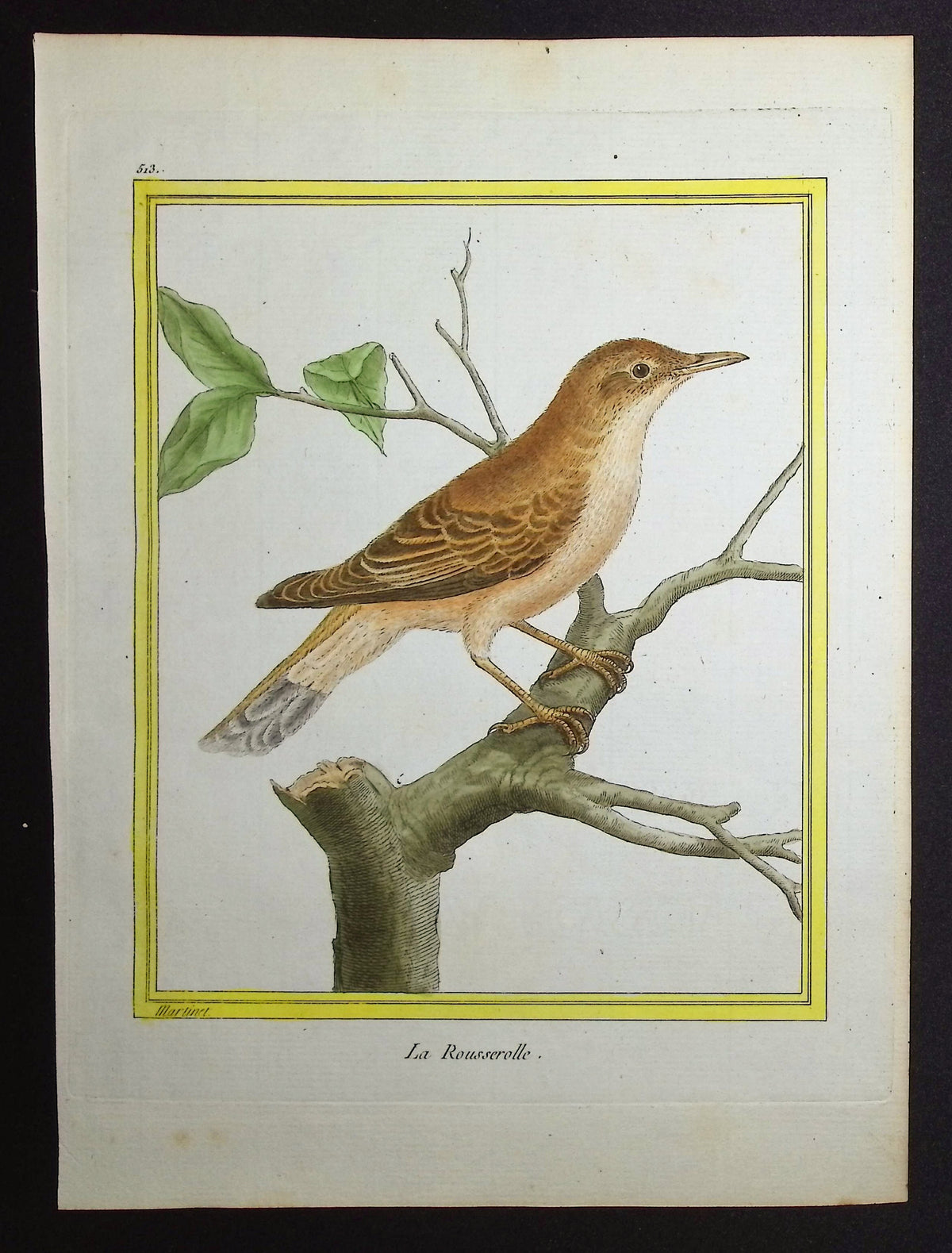 Warbler