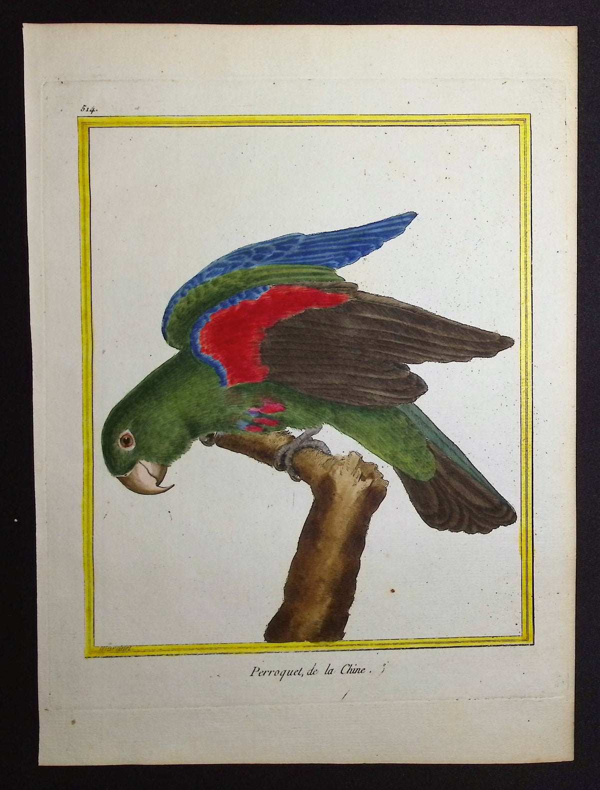 Parrot