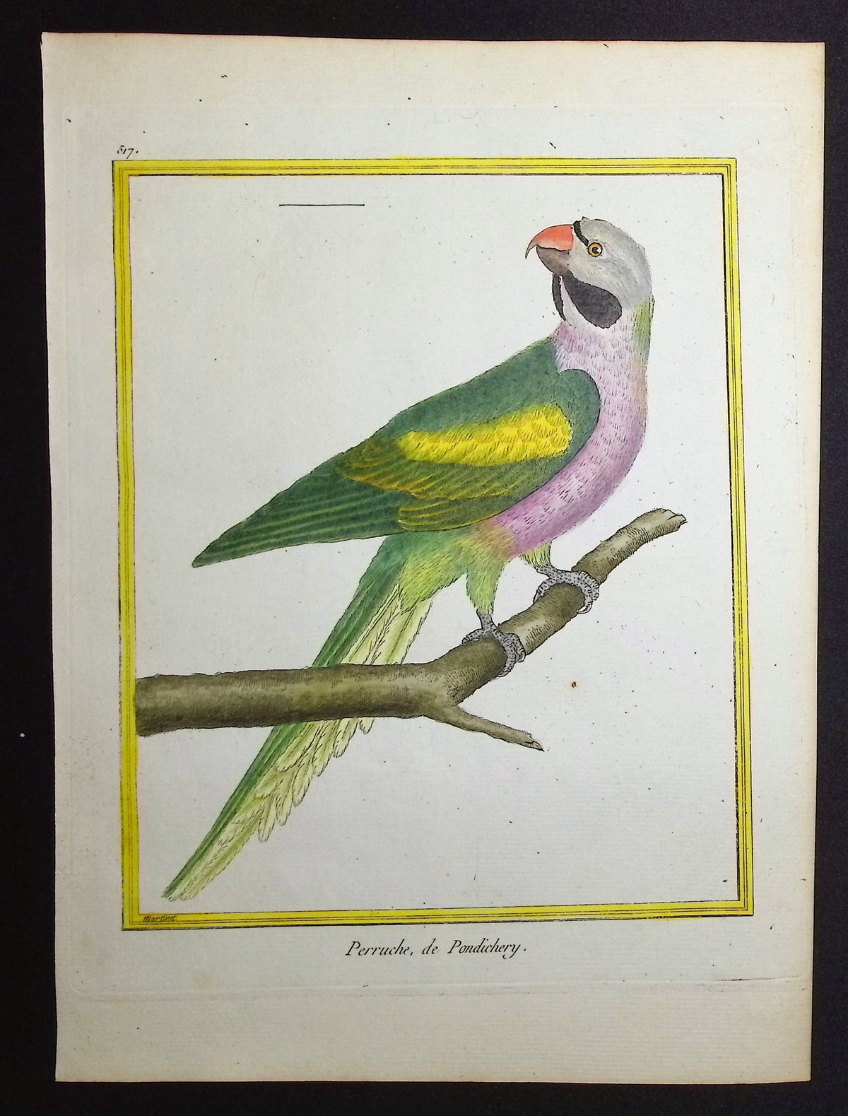 Parrot