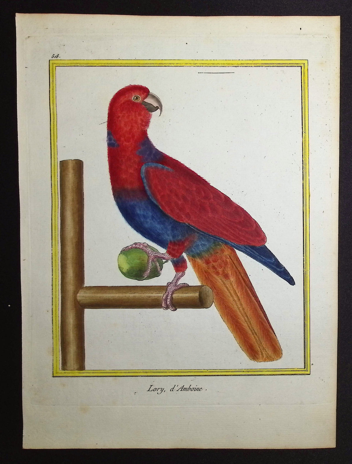 Parrot or Lory