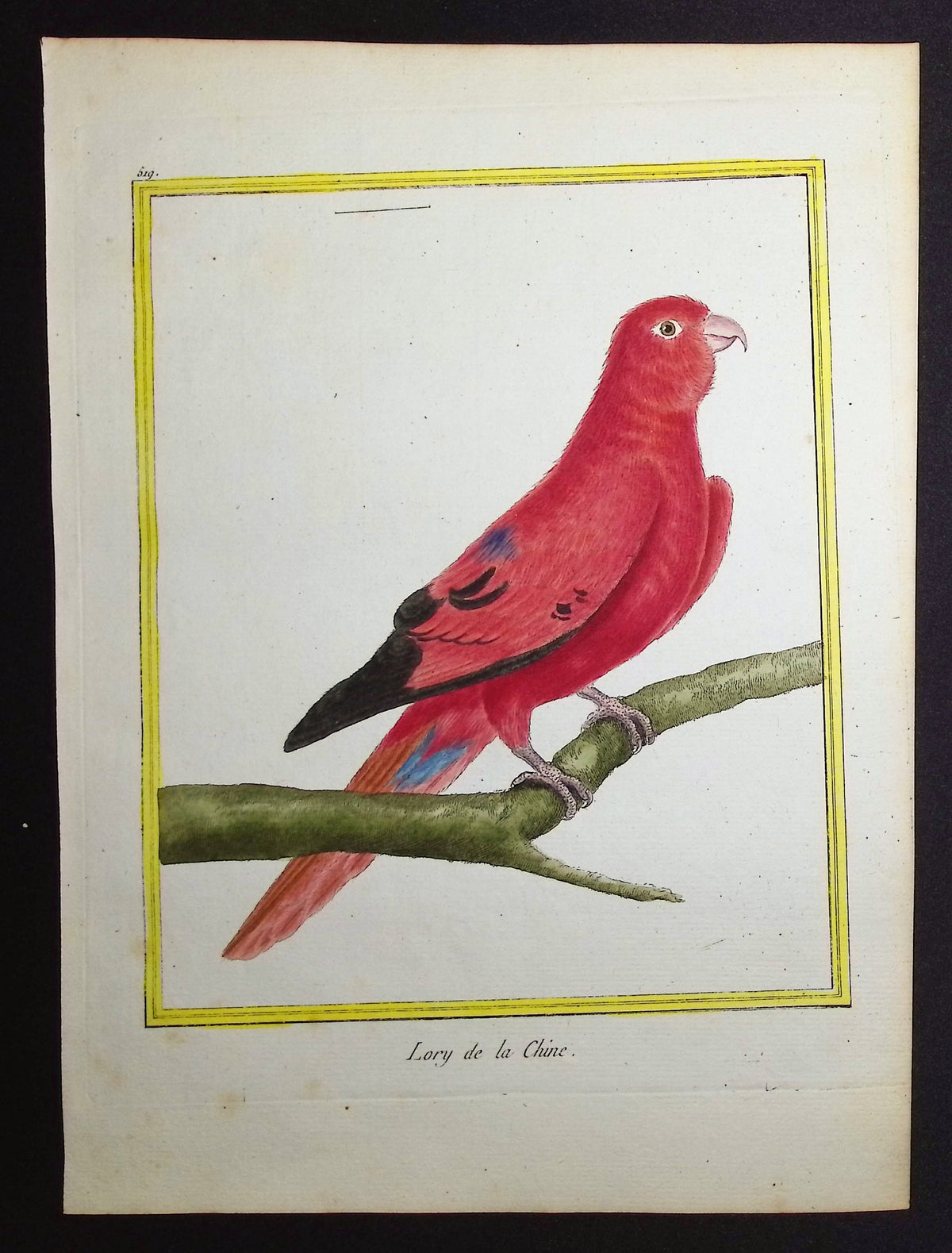 Parrot or Lory