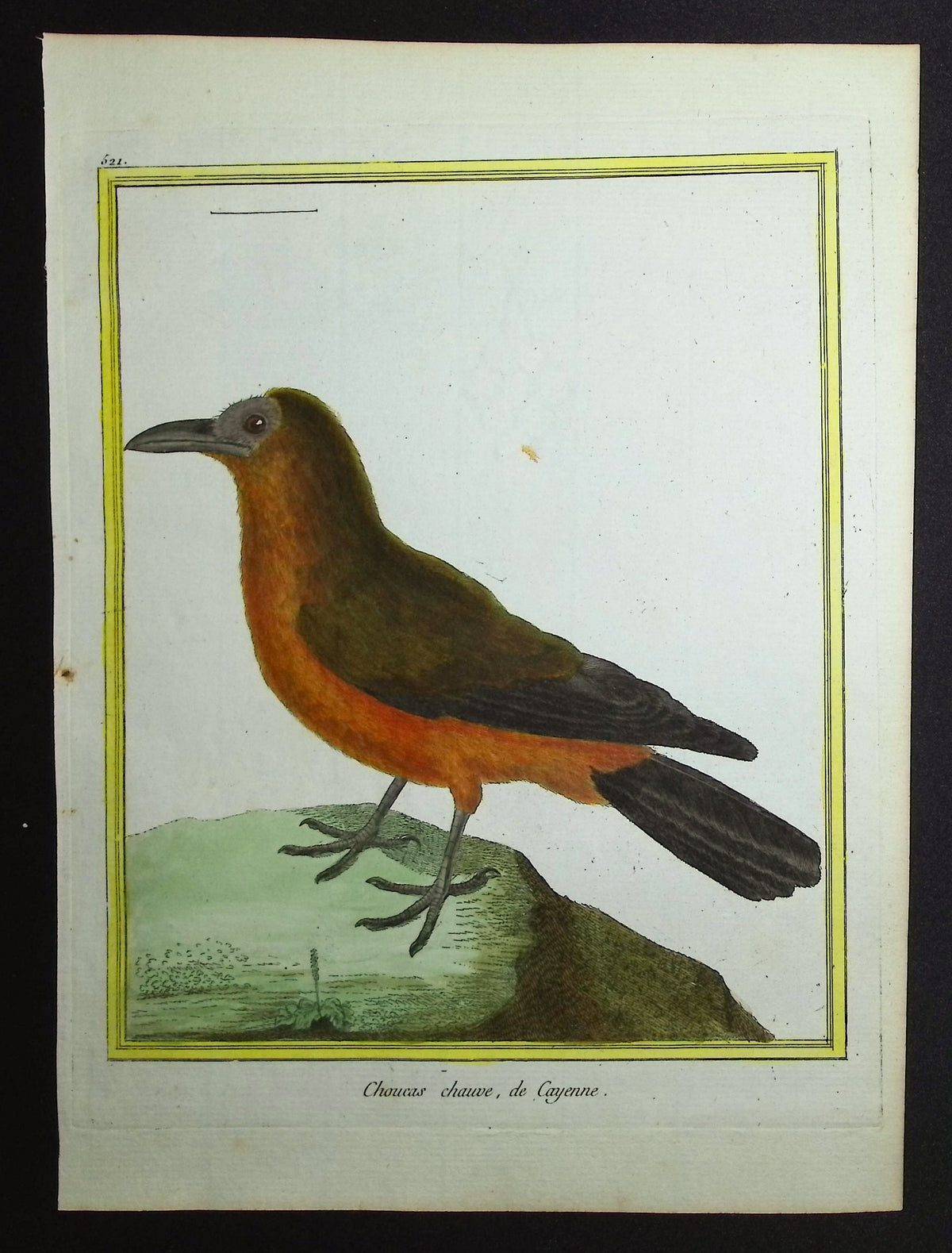 Chough