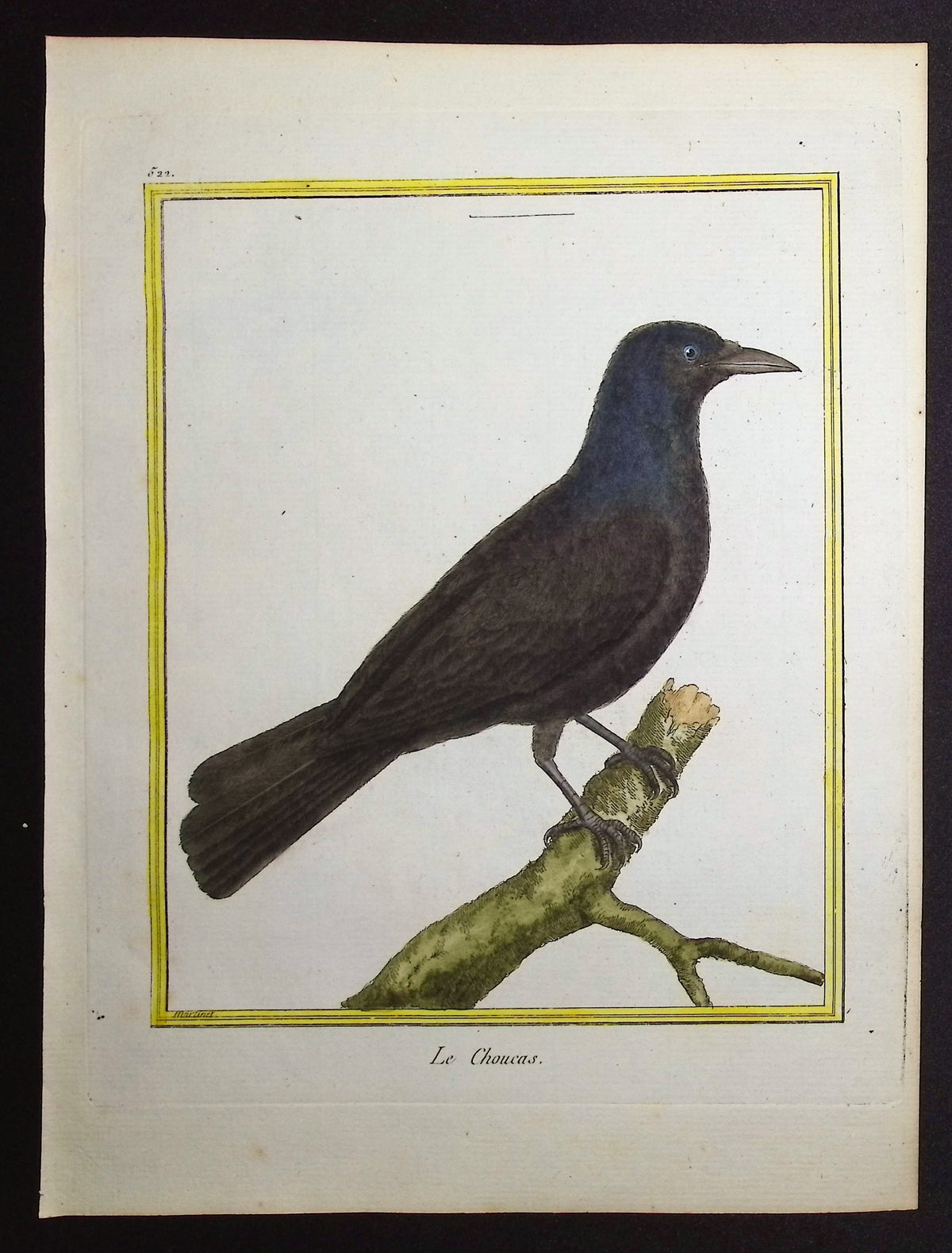 Chough
