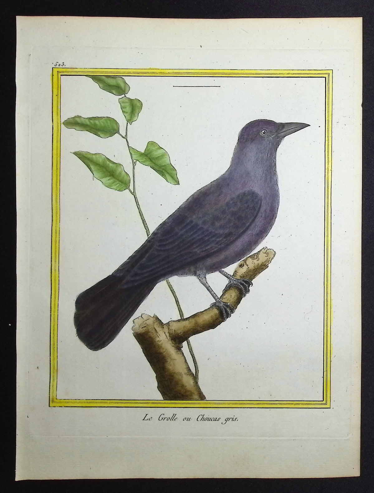Chough