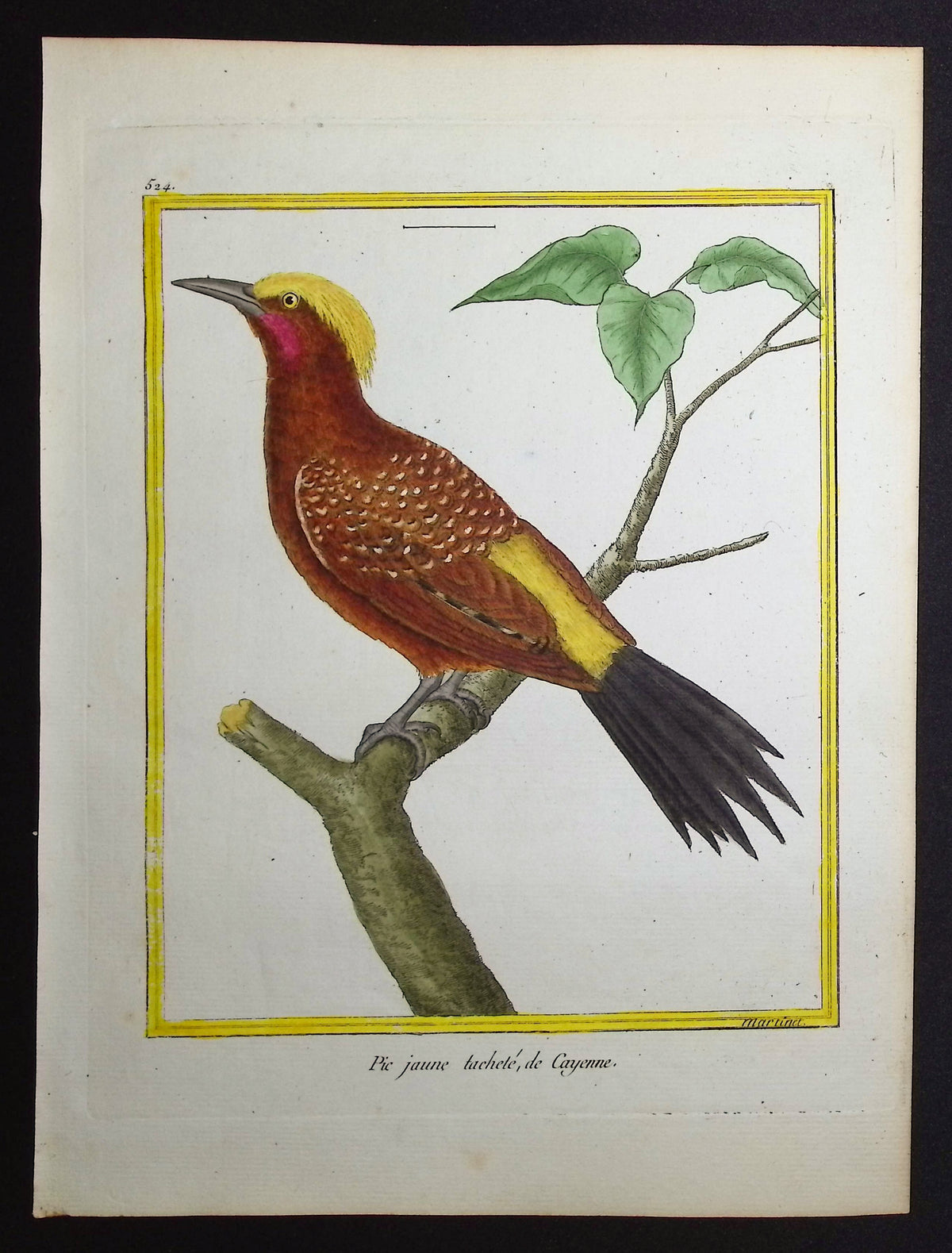 Woodpecker